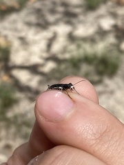 Cicindela abdominalis