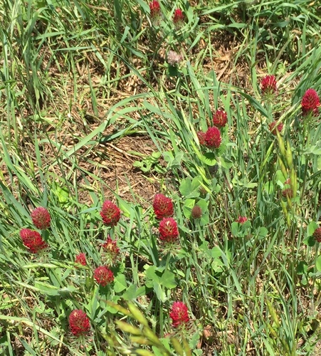 Trifolium incarnatum