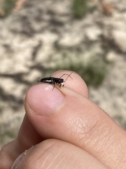 Cicindela abdominalis