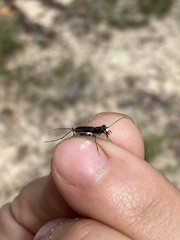 Cicindela abdominalis