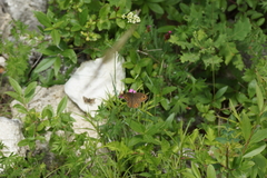 Lasiommata petropolitana