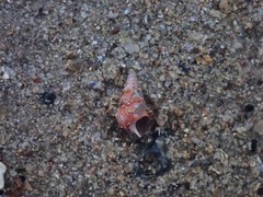 Leiopyrga lineolaris