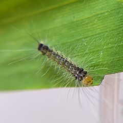 Cyanopepla fastuosa