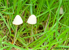 Conocybe apala