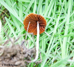 Conocybe apala