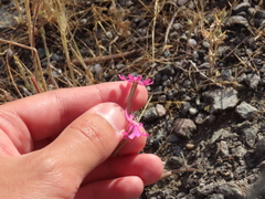 Silene scabriflora