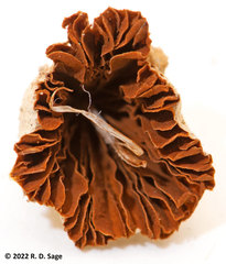 Conocybe apala