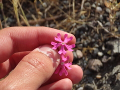 Silene scabriflora