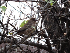 Haemorhous mexicanus