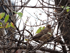 Haemorhous mexicanus