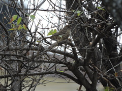 Haemorhous mexicanus