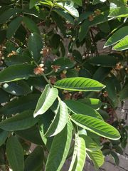 Magnoliopsida