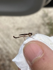 Leptogaster obscuripennis