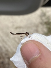 Leptogaster obscuripennis