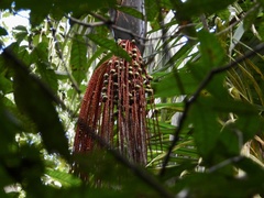 Oenocarpus