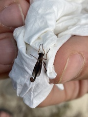 Leptogaster obscuripennis