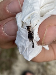 Leptogaster obscuripennis