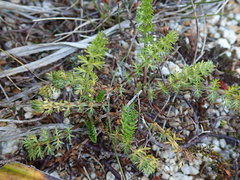 Anisotome aromatica