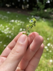 Veronica arvensis