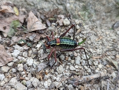 Barbitistes vicetinus