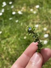 Veronica arvensis