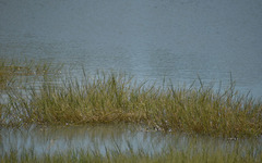 Pseudoraphis spinescens