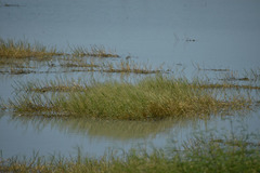 Pseudoraphis spinescens