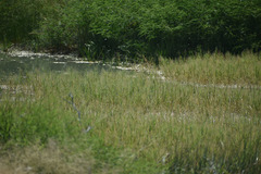 Pseudoraphis spinescens