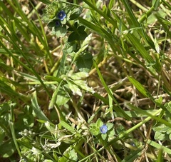 Veronica arvensis