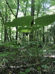 Trillium vaseyi
