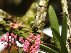 Rodriguezia lanceolata