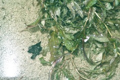 Potamogeton illinoensis