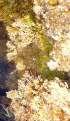 Ellisolandia elongata