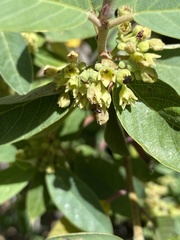 Frangula californica tomentella