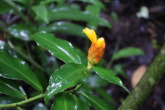 Costus wilsonii image