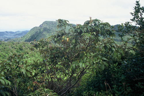 Ackama nubicola
