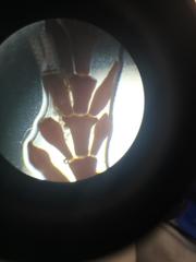 Ellisolandia elongata