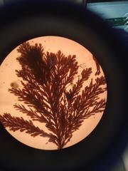 Ellisolandia elongata