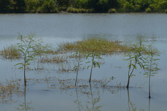 Sesbania erubescens