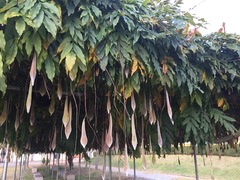 Wisteria floribunda