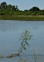 Sesbania erubescens