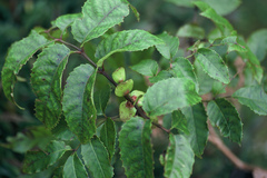Ackama nubicola