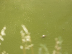 Mauremys leprosa leprosa