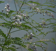 Sesbania erubescens