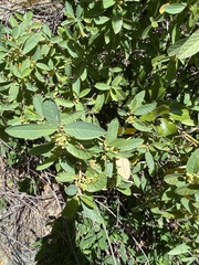Frangula californica tomentella