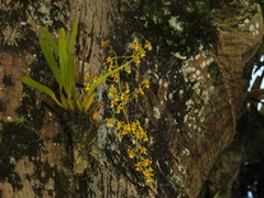Oncidium adelaidae