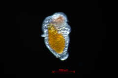 Clione limacina