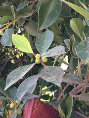 Ficus