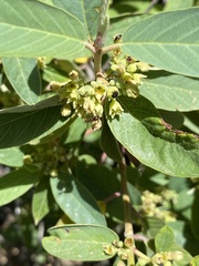 Frangula californica tomentella