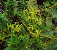 Peperomia galioides